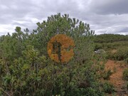 Terreno R�stico - Azinhal, Castro Marim, Faro (Algarve) - Miniatura: 7/9