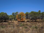 Terreno R�stico - Castro Marim, Castro Marim, Faro (Algarve) - Miniatura: 6/9