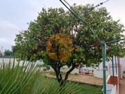 Moradia T4 - Azinhal, Castro Marim, Faro (Algarve) - Miniatura: 5/9