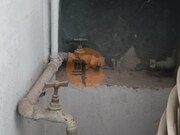 Armazm - Vila Real St Antonio, Vila Real de Santo Antnio, Faro (Algarve) - Miniatura: 8/9