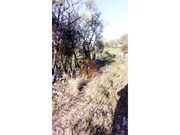 Terreno R�stico - Paderne, Albufeira, Faro (Algarve) - Miniatura: 5/9