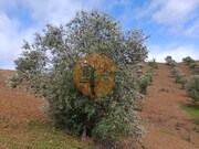 Terreno R�stico - Azinhal, Castro Marim, Faro (Algarve) - Miniatura: 2/9