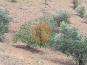 Terreno R�stico - Azinhal, Castro Marim, Faro (Algarve) - Miniatura: 5/9