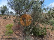 Terreno R�stico - Azinhal, Castro Marim, Faro (Algarve) - Miniatura: 6/9