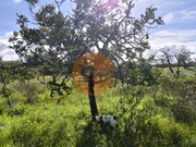 Terreno R�stico - Azinhal, Castro Marim, Faro (Algarve) - Miniatura: 6/9