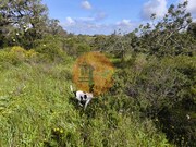 Terreno R�stico - Azinhal, Castro Marim, Faro (Algarve) - Miniatura: 8/9