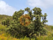 Terreno R�stico - Castro Marim, Castro Marim, Faro (Algarve) - Miniatura: 2/9