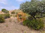 Terreno R�stico - Castro Marim, Castro Marim, Faro (Algarve) - Miniatura: 3/9