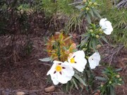 Terreno R�stico - Azinhal, Castro Marim, Faro (Algarve) - Miniatura: 3/9