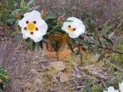 Terreno R�stico - Azinhal, Castro Marim, Faro (Algarve) - Miniatura: 8/9