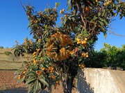 Terreno R�stico - Castro Marim, Castro Marim, Faro (Algarve) - Miniatura: 8/9