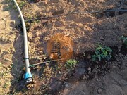 Terreno R�stico - Castro Marim, Castro Marim, Faro (Algarve) - Miniatura: 9/9