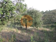 Terreno R�stico - Azinhal, Castro Marim, Faro (Algarve) - Miniatura: 1/9