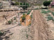 Terreno R�stico - Concei��o de Tavira, Tavira, Faro (Algarve) - Miniatura: 2/9
