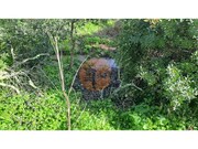 Terreno R�stico - Santa Catarina da Fonte do Bispo, Tavira, Faro (Algarve) - Miniatura: 5/9