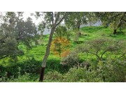 Terreno R�stico - Santa Catarina da Fonte do Bispo, Tavira, Faro (Algarve) - Miniatura: 6/9