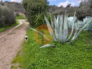 Terreno R�stico - Alcoutim, Alcoutim, Faro (Algarve) - Miniatura: 9/9