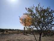 Terreno R�stico - Azinhal, Castro Marim, Faro (Algarve) - Miniatura: 5/9