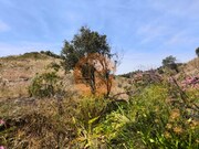 Terreno R�stico - Vila Nova de Cacela, Vila Real de Santo Ant�nio, Faro (Algarve) - Miniatura: 5/9
