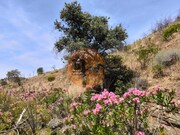 Terreno R�stico - Vila Nova de Cacela, Vila Real de Santo Ant�nio, Faro (Algarve) - Miniatura: 6/9
