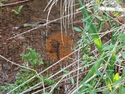 Terreno R�stico - Castro Marim, Castro Marim, Faro (Algarve) - Miniatura: 2/9