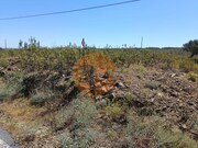 Terreno R�stico - Odeleite, Castro Marim, Faro (Algarve) - Miniatura: 3/9