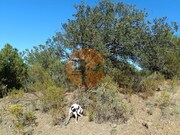 Terreno R�stico - Azinhal, Castro Marim, Faro (Algarve) - Miniatura: 3/9