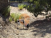 Moradia - Concei��o de Tavira, Tavira, Faro (Algarve) - Miniatura: 6/9