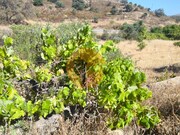 Terreno R�stico - Odeleite, Castro Marim, Faro (Algarve) - Miniatura: 6/9