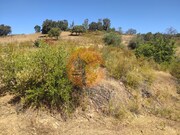Terreno R�stico - Azinhal, Castro Marim, Faro (Algarve) - Miniatura: 7/9