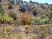 Terreno R�stico - Azinhal, Castro Marim, Faro (Algarve) - Miniatura: 8/9