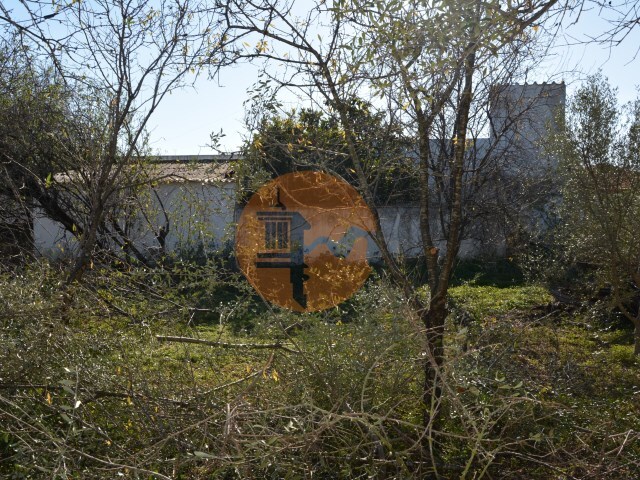 Terreno R�stico - Moncarapacho, Olh�o, Faro (Algarve) - Imagem grande