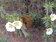 Terreno R�stico - Azinhal, Castro Marim, Faro (Algarve) - Miniatura: 3/9