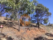 Terreno R�stico - Concei��o de Tavira, Tavira, Faro (Algarve) - Miniatura: 9/9