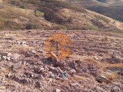 Terreno R�stico - Concei��o de Tavira, Tavira, Faro (Algarve) - Miniatura: 8/9