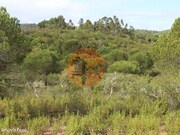 Terreno R�stico - S�o Bartolomeu de Messines, Silves, Faro (Algarve) - Miniatura: 1/9