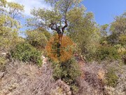 Terreno R�stico - Santa Catarina da Fonte do Bispo, Tavira, Faro (Algarve) - Miniatura: 1/9