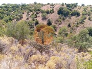 Terreno R�stico - Santa Catarina da Fonte do Bispo, Tavira, Faro (Algarve) - Miniatura: 4/9