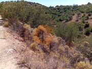 Terreno R�stico - Santa Catarina da Fonte do Bispo, Tavira, Faro (Algarve) - Miniatura: 6/9