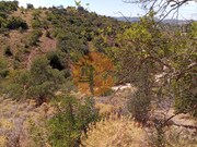 Terreno R�stico - Santa Catarina da Fonte do Bispo, Tavira, Faro (Algarve) - Miniatura: 7/9