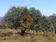 Terreno R�stico - Odeleite, Castro Marim, Faro (Algarve) - Miniatura: 4/9