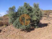 Terreno R�stico - Odeleite, Castro Marim, Faro (Algarve) - Miniatura: 2/9