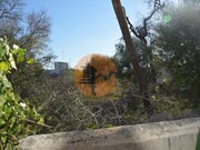 Terreno R�stico - Moncarapacho, Olh�o, Faro (Algarve) - Miniatura: 7/9