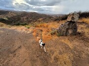 Terreno R�stico - Azinhal, Castro Marim, Faro (Algarve) - Miniatura: 3/8
