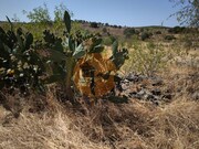 Terreno Urbano - Alcoutim, Alcoutim, Faro (Algarve) - Miniatura: 6/9