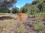 Terreno R�stico - Santa Catarina da Fonte do Bispo, Tavira, Faro (Algarve) - Miniatura: 8/9