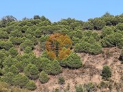 Terreno R�stico - Azinhal, Castro Marim, Faro (Algarve) - Miniatura: 3/9