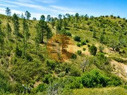 Terreno R�stico - Santa Catarina da Fonte do Bispo, Tavira, Faro (Algarve) - Miniatura: 2/7