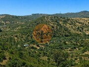 Terreno R�stico - Santa Catarina da Fonte do Bispo, Tavira, Faro (Algarve) - Miniatura: 7/7