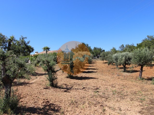Terreno Rstico - So Brs de Alportel, So Brs de Alportel, Faro (Algarve) - Imagem grande